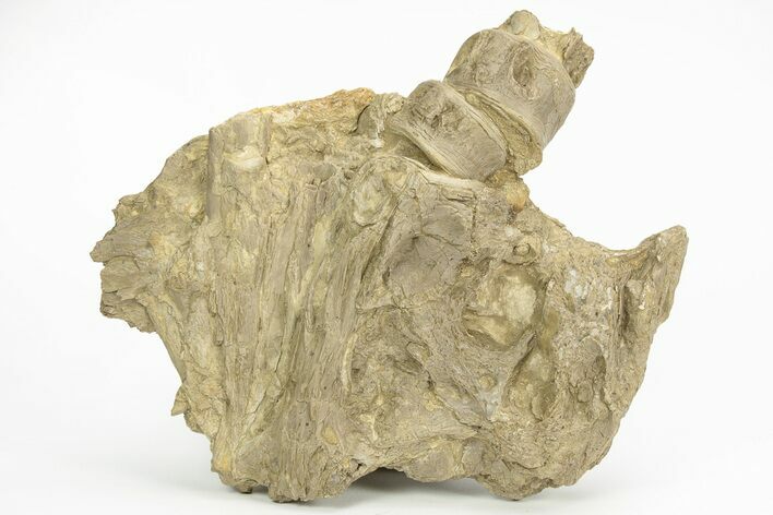 Fossil Xiphactinus Skull Bone With Vertebrae - Kansas #217313